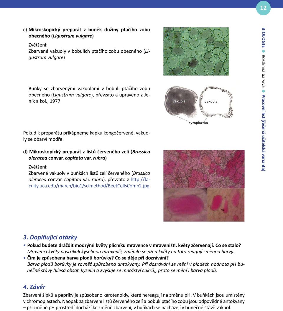 d) Mikroskopický preparát z listů červeného zelí (Brassica oleracea convar. capitata var. rubra) Zbarvené vakuoly v buňkách listů zelí červeného (Brassica oleracea convar. capitata var. rubra), převzato z http://faculty.