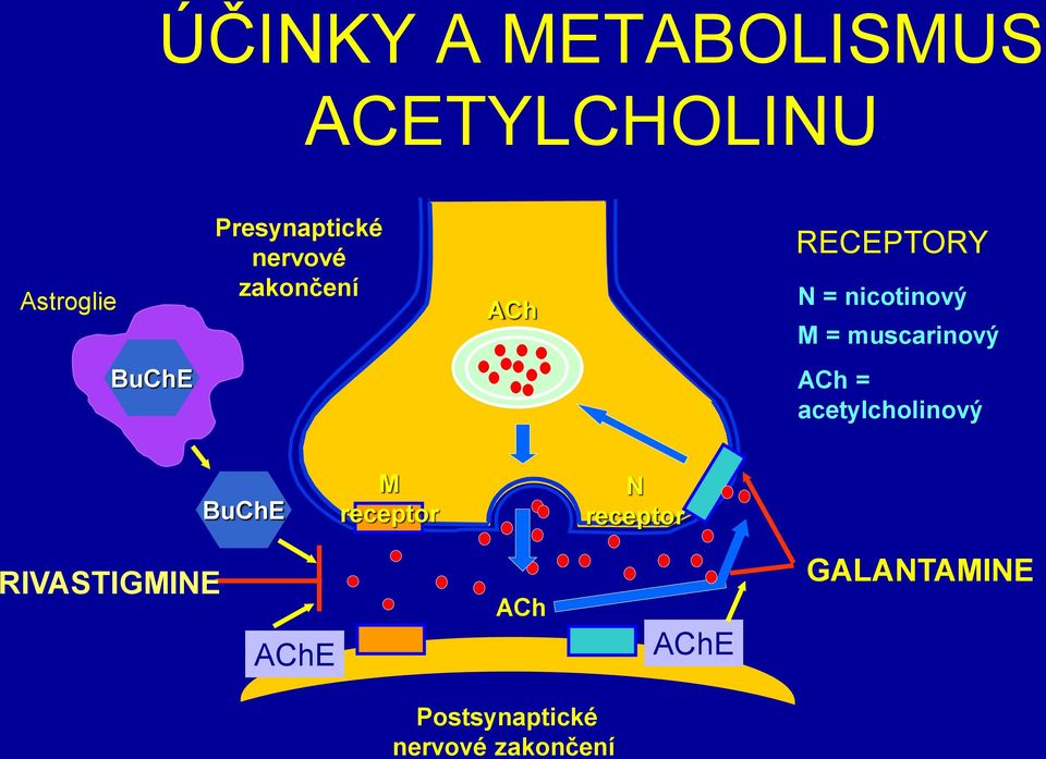 BuChE ACh = acetylcholinový BuChE M receptor N receptor