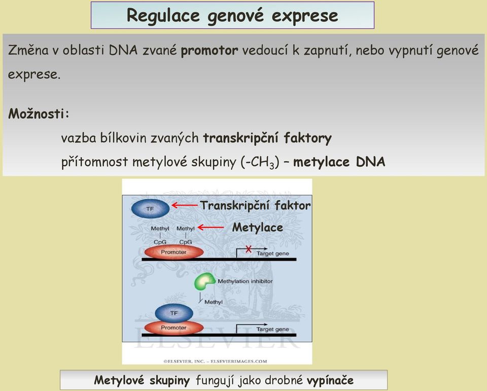 Možnosti: vazba bílkovin zvaných transkripční faktory přítomnost