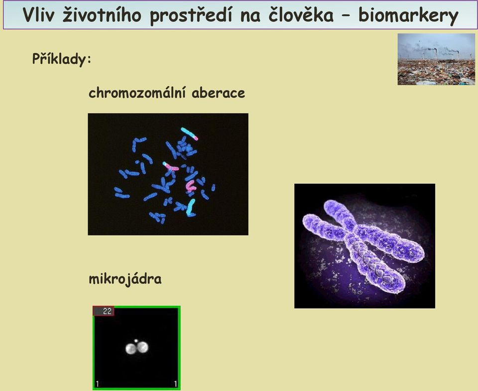 biomarkery Příklady: