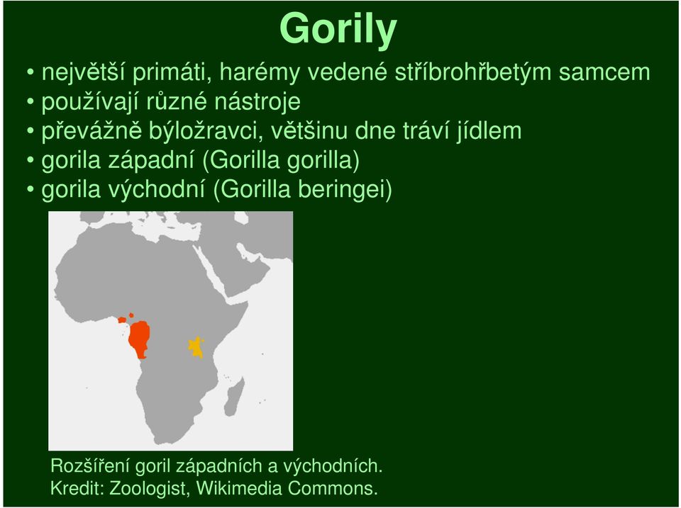 jídlem gorila západní (Gorilla gorilla) gorila východní (Gorilla