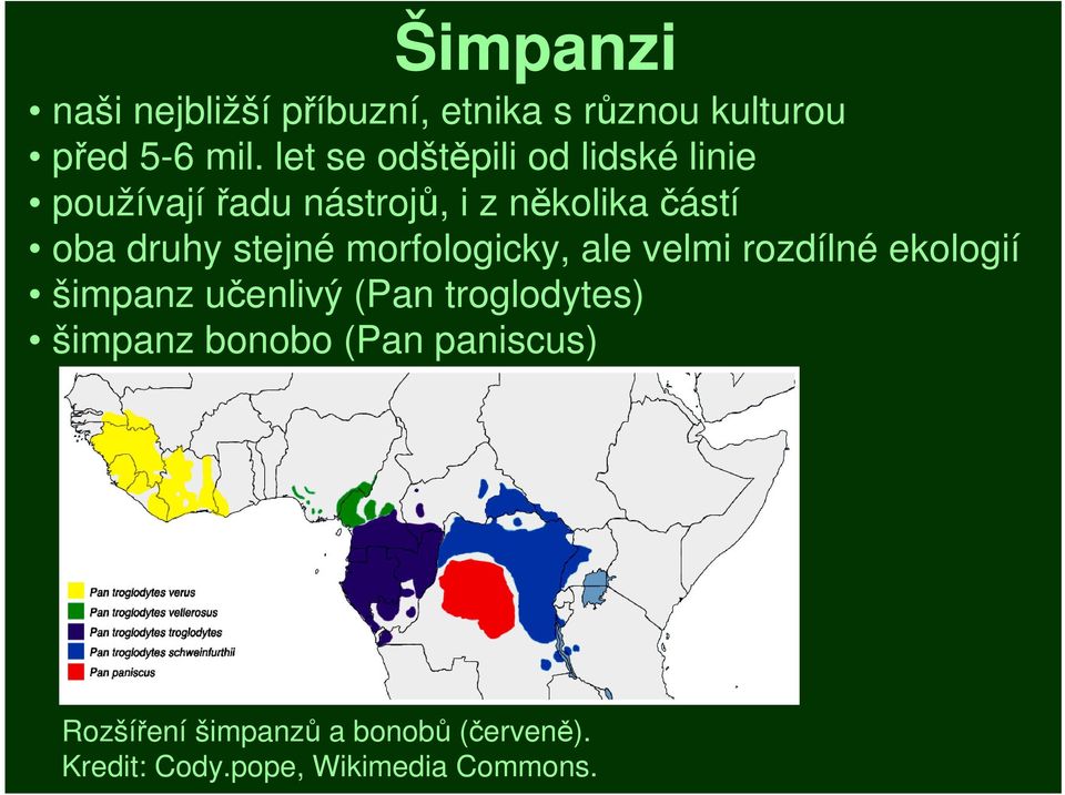 stejné morfologicky, ale velmi rozdílné ekologií šimpanz učenlivý (Pan troglodytes)