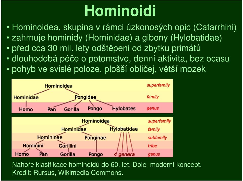 lety odštěpeni od zbytku primátů dlouhodobá péče o potomstvo, denní aktivita, bez ocasu pohyb