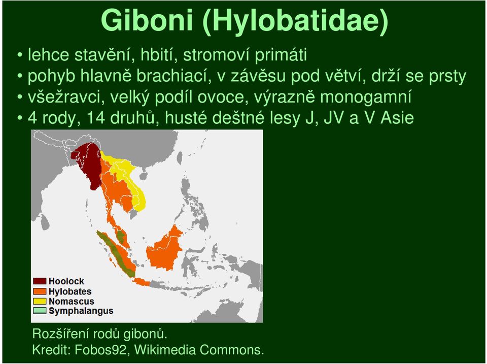 podíl ovoce, výrazně monogamní 4 rody, 14 druhů, husté deštné lesy