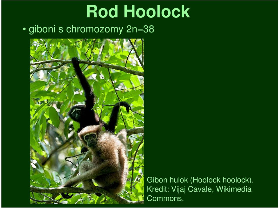 hulok (Hoolock hoolock).