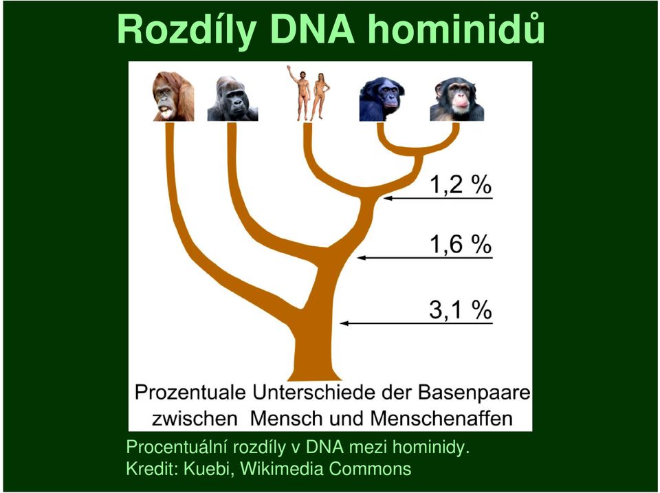 DNA mezi hominidy.