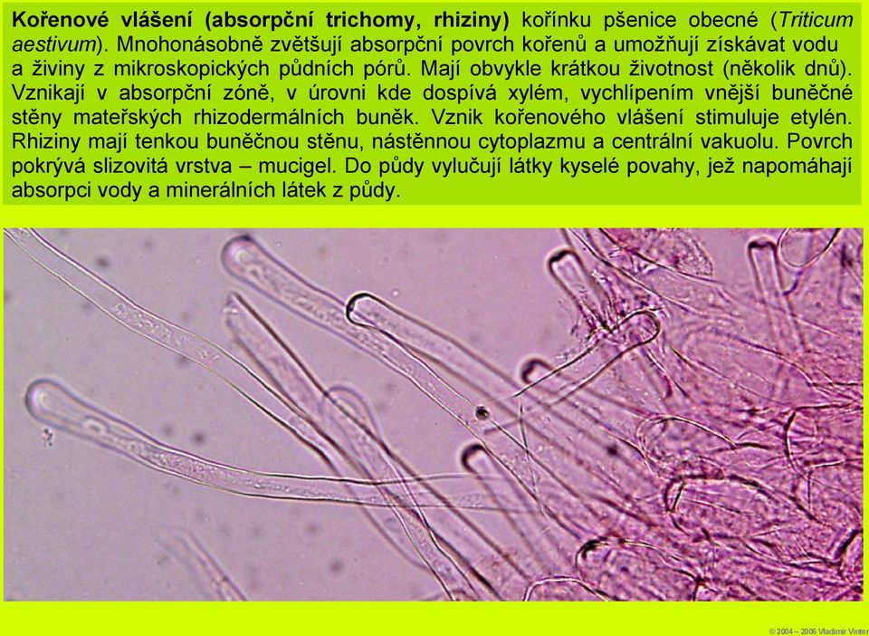 Vznikají v absorpční zóně, v úrovni kde dospívá xylém, vychlípením vnější buněčné stěny mateřských rhizodermálních buněk.