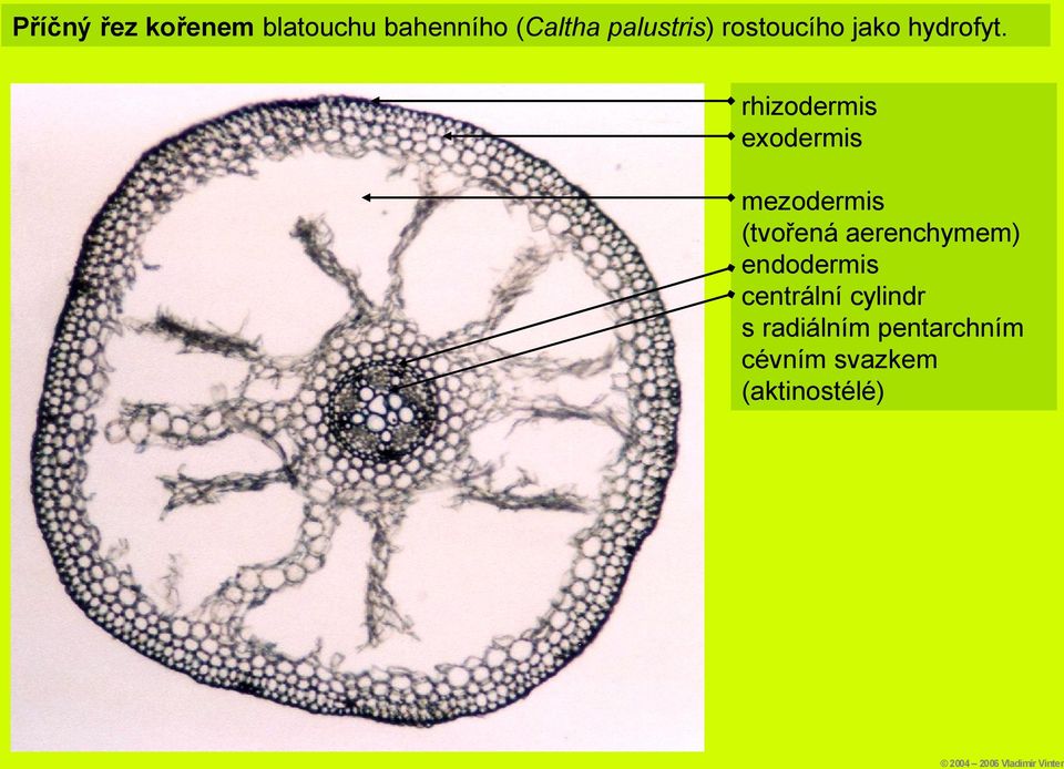 rhizodermis exodermis mezodermis (tvořená aerenchymem)