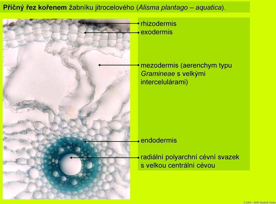 rhizodermis exodermis mezodermis (aerenchym typu