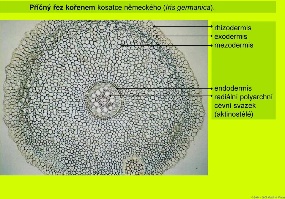 rhizodermis exodermis mezodermis