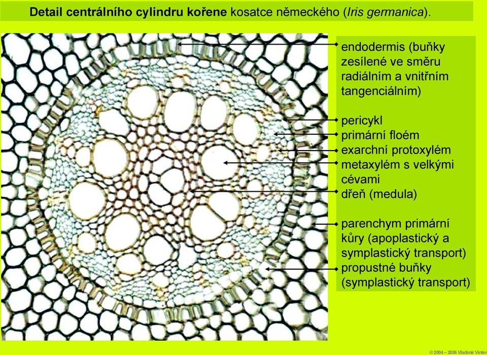 primární floém exarchní protoxylém metaxylém s velkými cévami dřeň (medula)