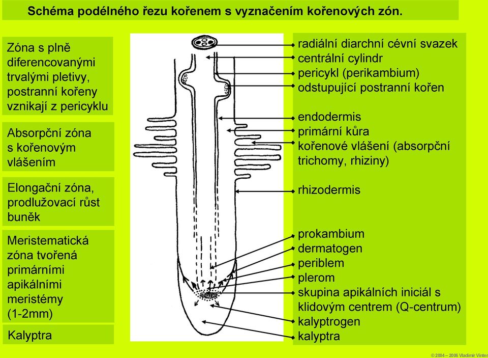 růst buněk Meristematická zóna tvořená primárními apikálními meristémy (1-2mm) Kalyptra radiální diarchní cévní svazek centrální cylindr pericykl