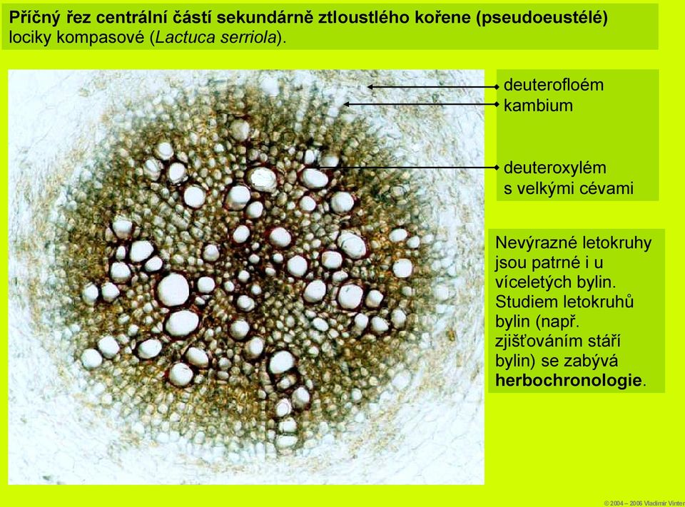 deuterofloém kambium deuteroxylém s velkými cévami Nevýrazné letokruhy