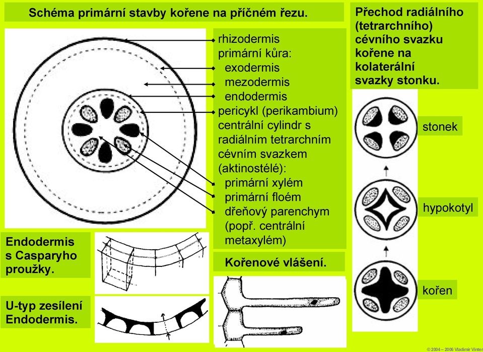 tetrarchním cévním svazkem (aktinostélé): primární xylém primární floém dřeňový parenchym (popř.