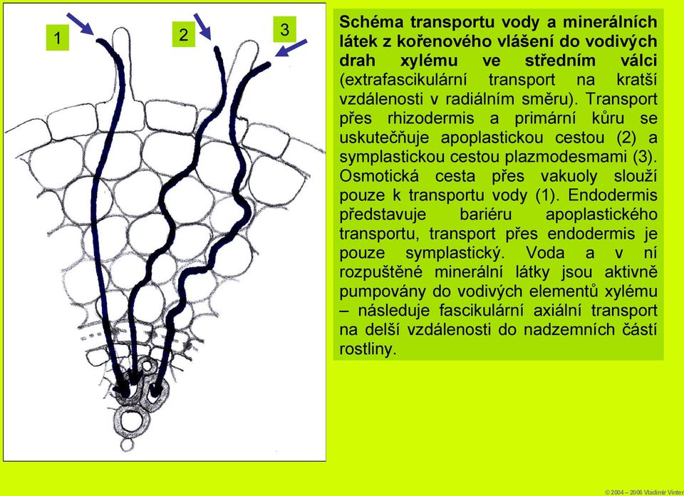 Osmotická cesta přes vakuoly slouží pouze k transportu vody (1).