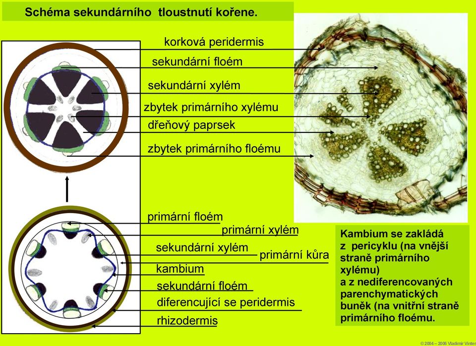 primárního floému primární floém primární xylém sekundární xylém primární kůra kambium sekundární floém