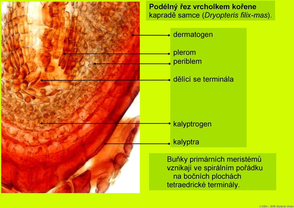 dermatogen plerom periblem dělící se terminála kalyptrogen