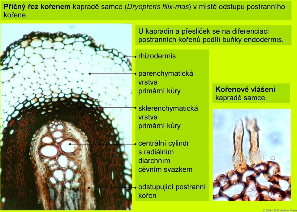 rhizodermis parenchymatická vrstva primární kůry Kořenové vlášení kapradě samce.