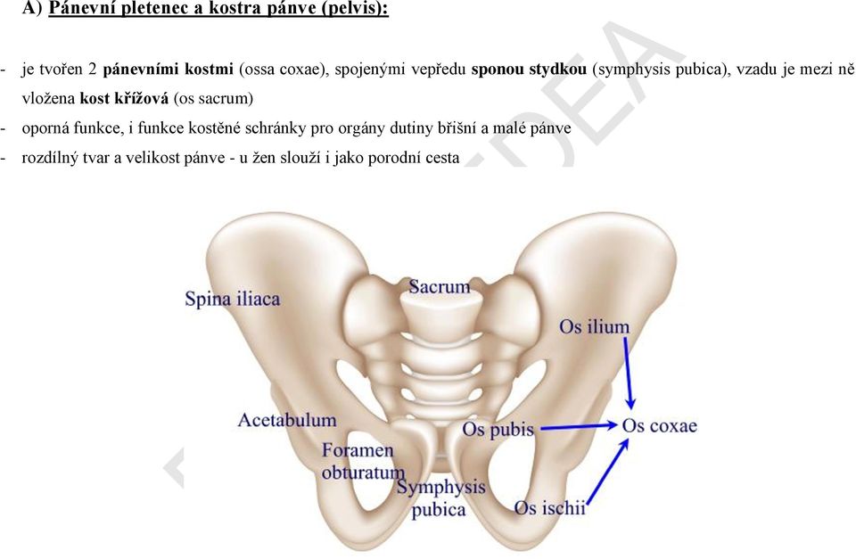 kost křížová (os sacrum) - oporná funkce, i funkce kostěné schránky pro orgány dutiny