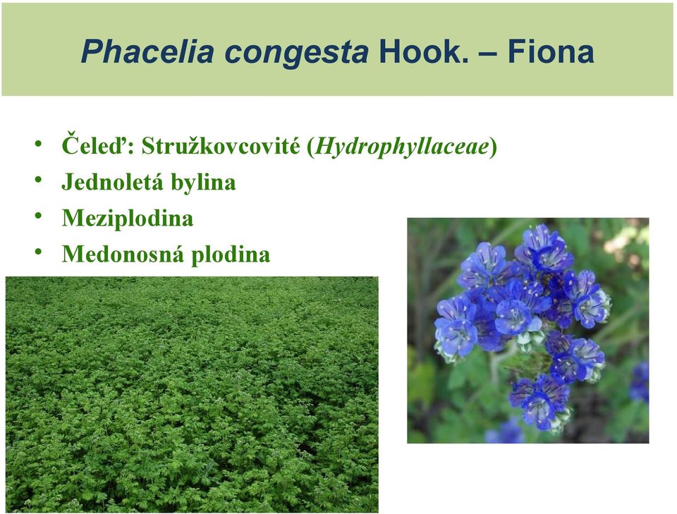 (Hydrophyllaceae) Jednoletá