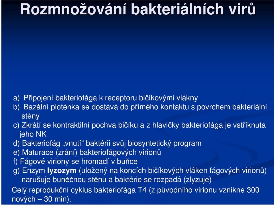 biosyntetický program e) Maturace (zrání) bakteriofágových virionů f) Fágové viriony se hromadí v buňce g) Enzym lyzozym (uložený na koncích bičíkových