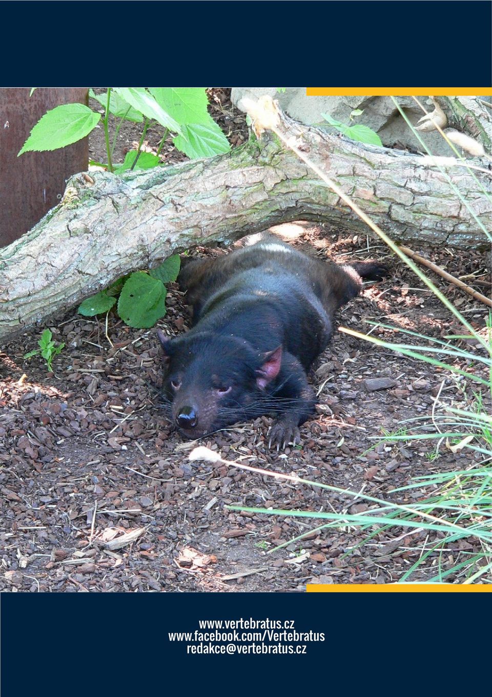 com/vertebratus
