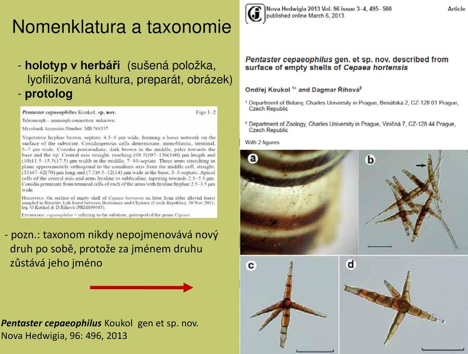 : taxonom nikdy nepojmenovává nový druh po sobě, protože za jménem druhu zůstává jeho jméno Bactrodesmium