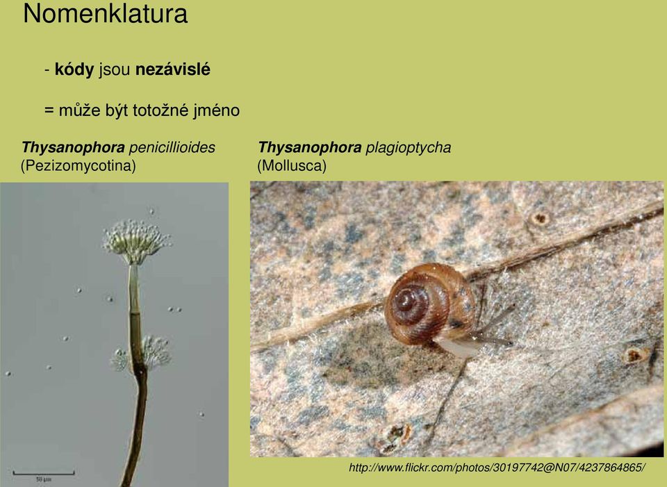 (Pezizomycotina) Thysanophora plagioptycha