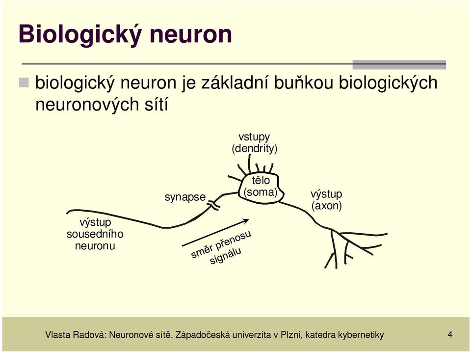 sousedního neuronu synapse tělo (soma) výstup (axon) Vlasta