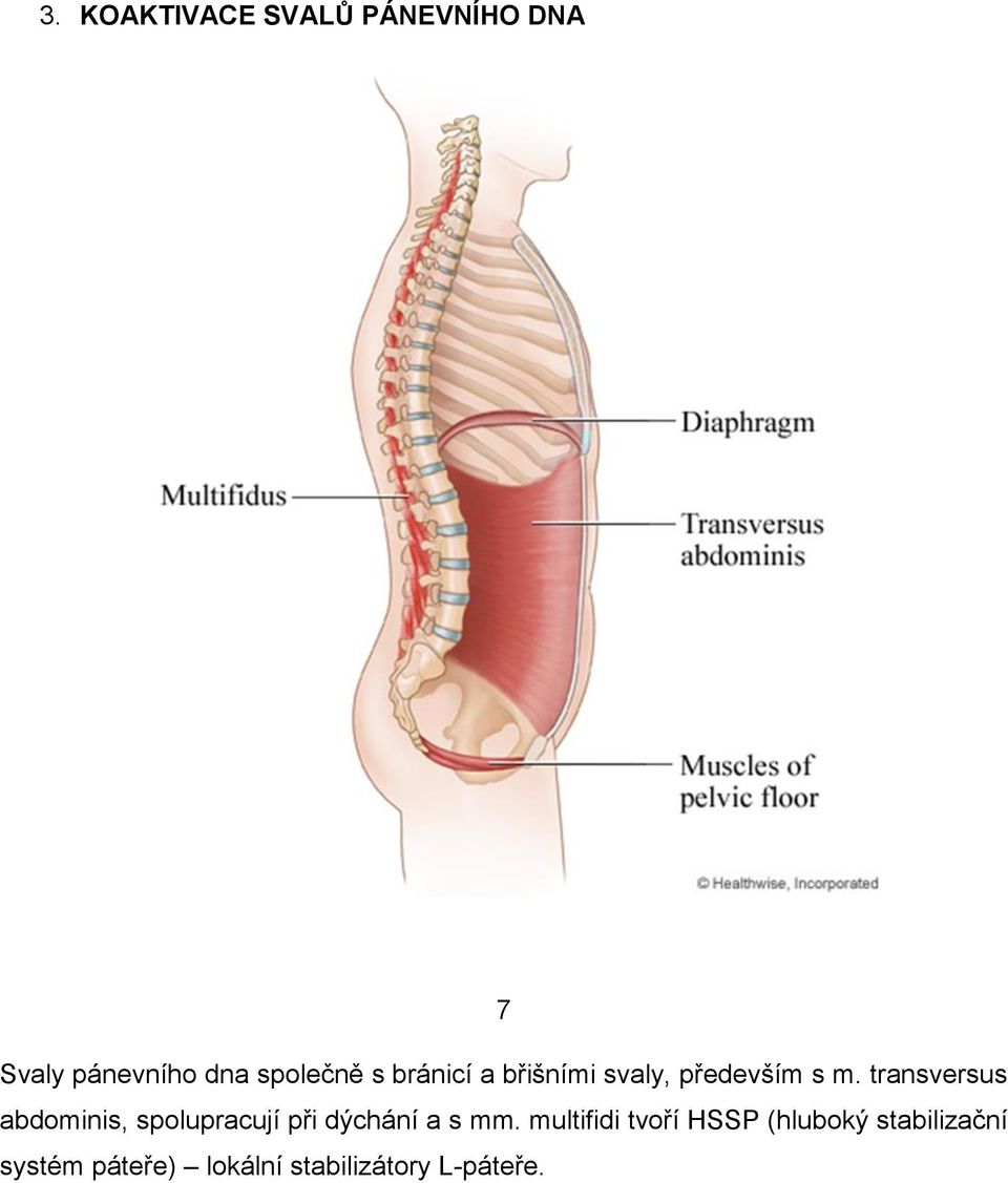 transversus abdominis, spolupracují při dýchání a s mm.