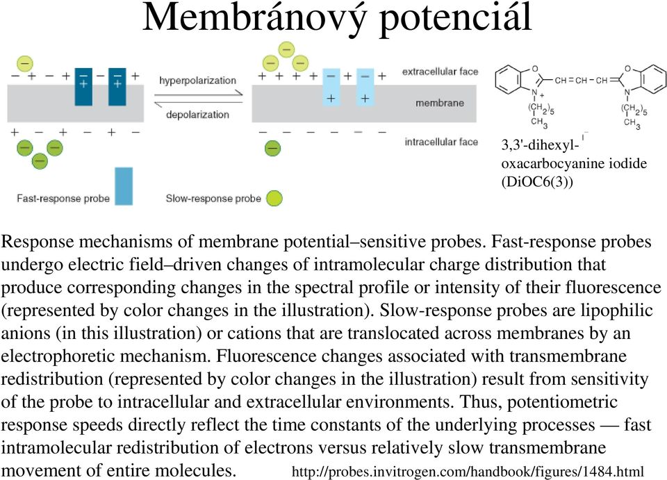 (represented by color changes in the illustration). Slow-response probes are lipophilic anions (in this illustration) or cations that are translocated across membranes by an electrophoretic mechanism.