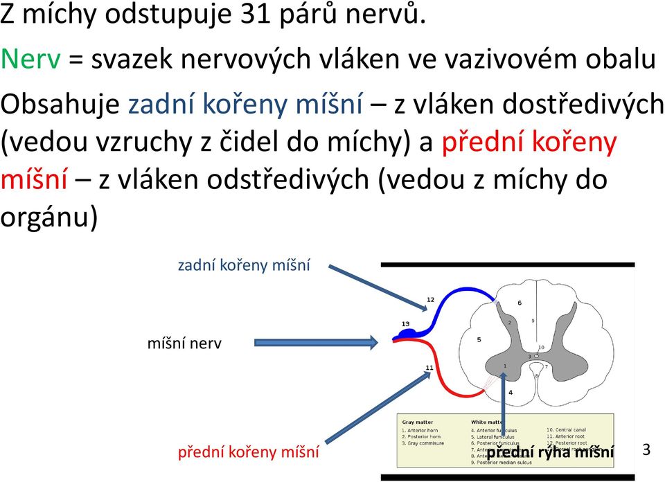 míšní z vláken dostředivých (vedou vzruchy z čidel do míchy) a přední kořeny