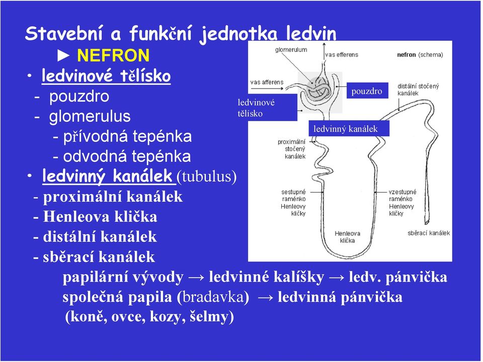 distální kanálek -sběrací kanálek ledvinové tělísko pouzdro ledvinný kanálek papilární vývody