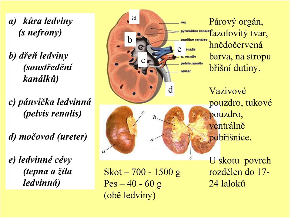 stropu břišní dutiny. Vazivové pouzdro, tukové pouzdro, ventrálně pobřišnice.