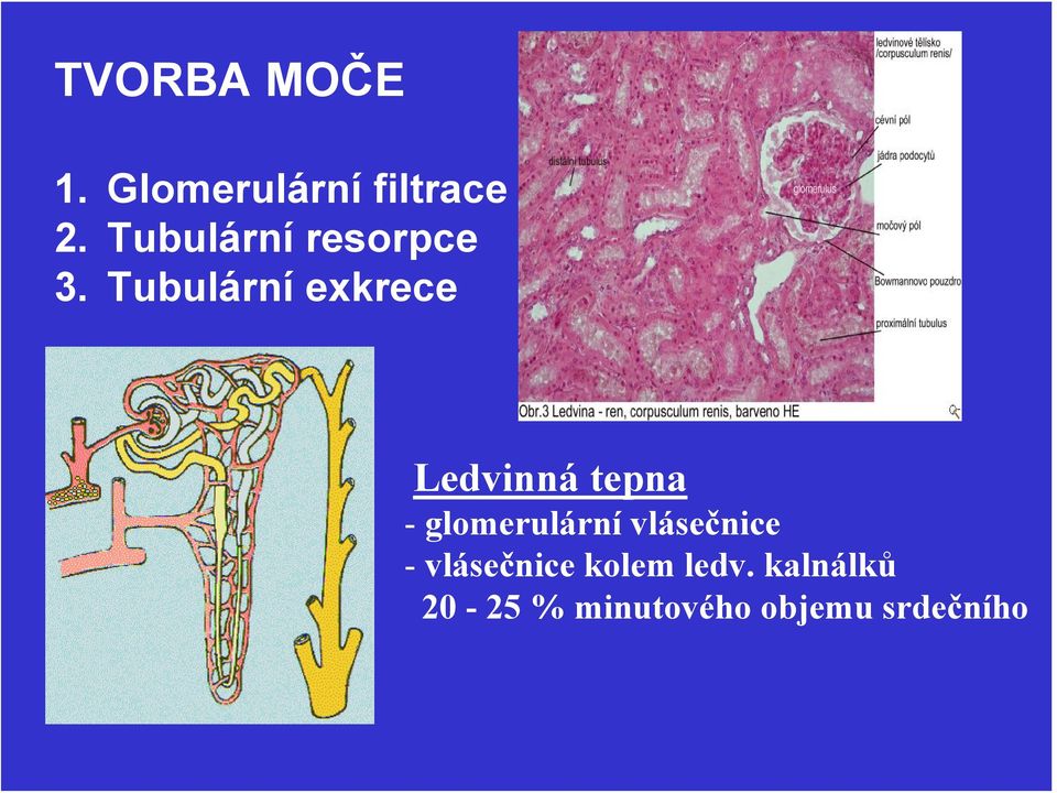 Tubulární exkrece Ledvinná tepna - glomerulární