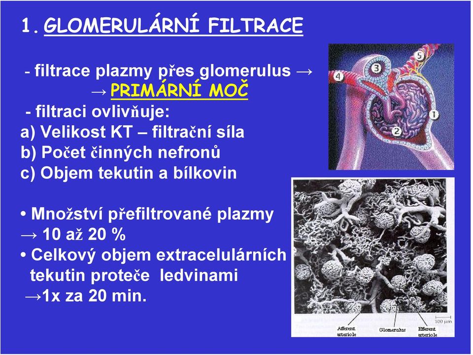 nefronů c) Objem tekutin a bílkovin Množství přefiltrované plazmy 10 až