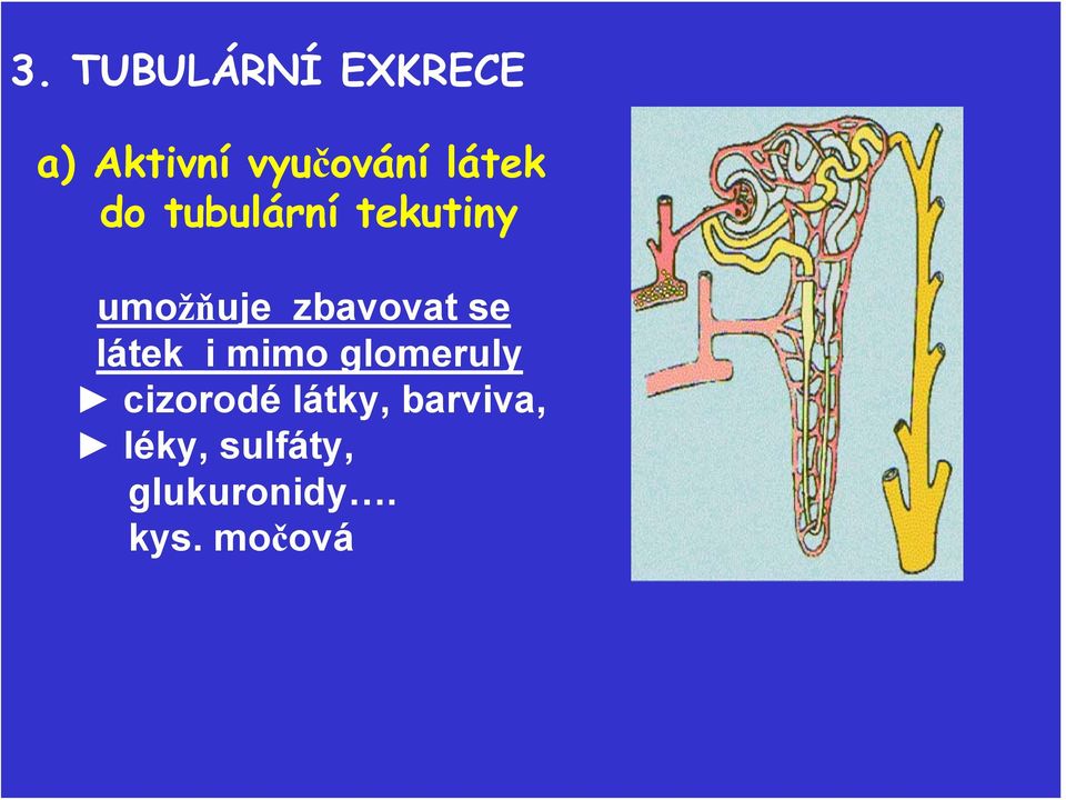 zbavovat se látek i mimo glomeruly cizorodé