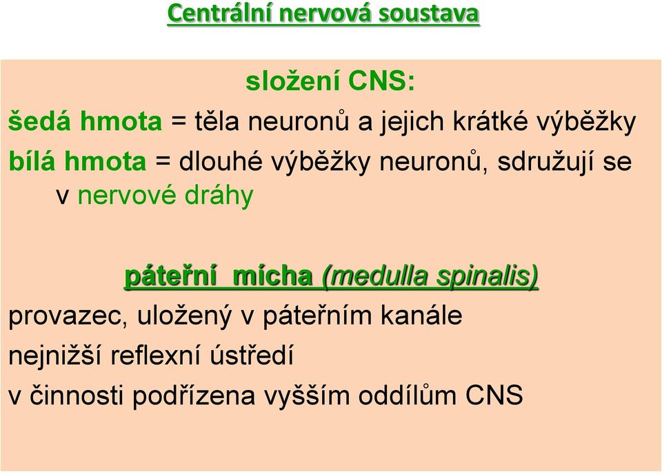 nervové dráhy páteřní mícha (medulla spinalis) provazec, uložený v