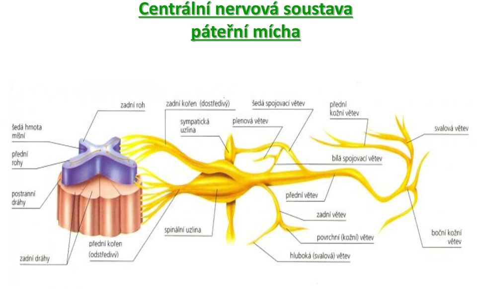 soustava