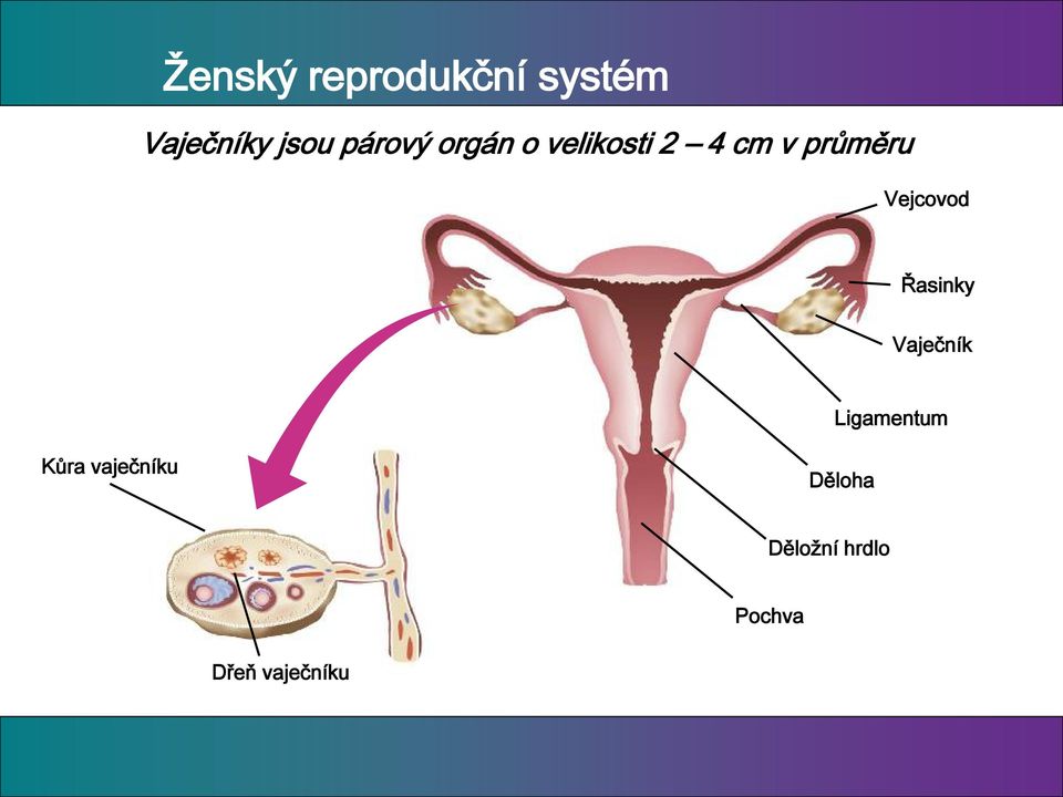 Vejcovod Řasinky Vaječník Ligamentum Kůra