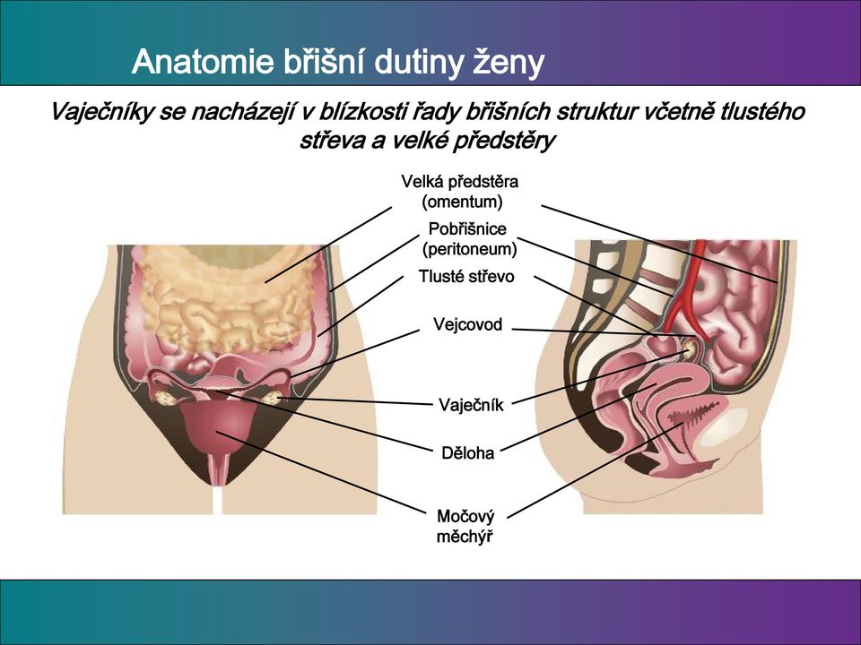 velké předstěry Velká předstěra (omentum) Pobřišnice