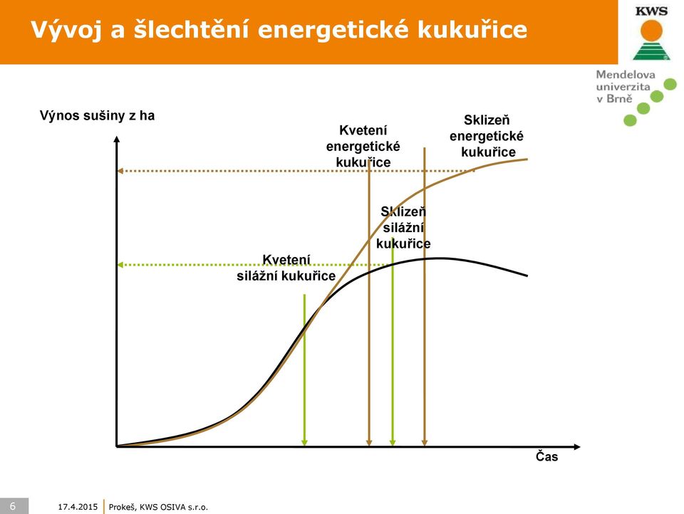 energetické kukuřice Kvetení silážní kukuřice