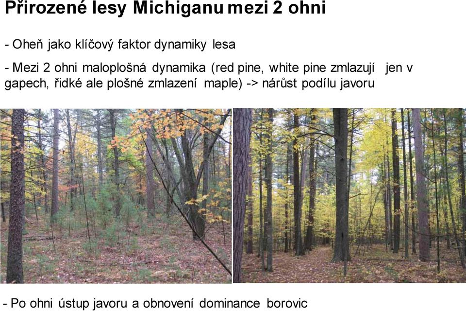 pine zmlazují jen v gapech, řidké ale plošné zmlazení maple) ->