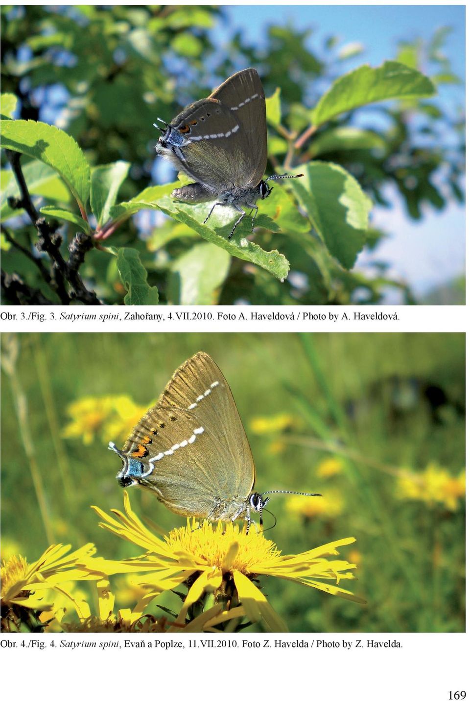 4./Fig. 4. Satyrium spini, Evaň a Poplze, 11.VII.
