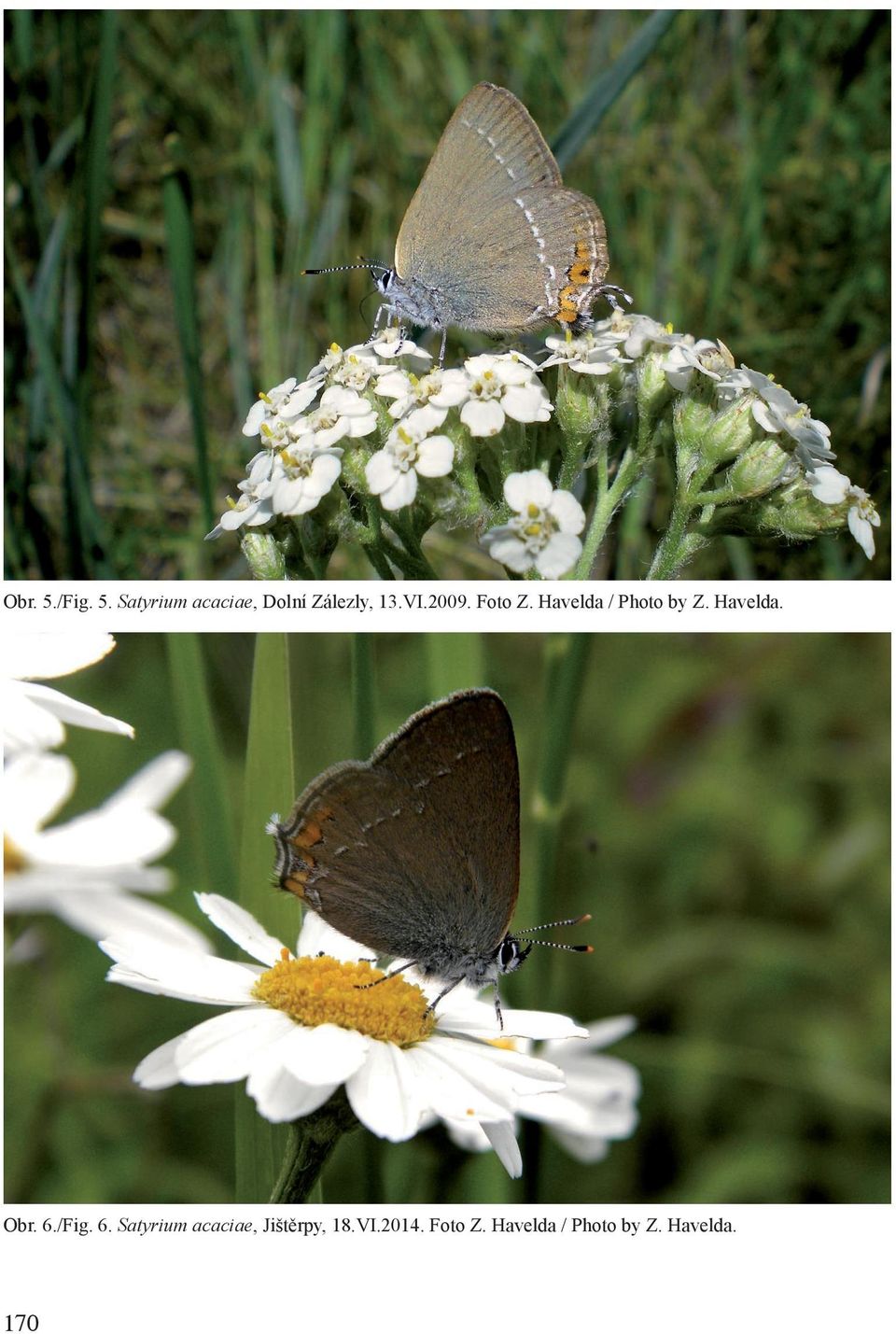 6./Fig. 6. Satyrium acaciae, Jištěrpy, 18.VI.2014.