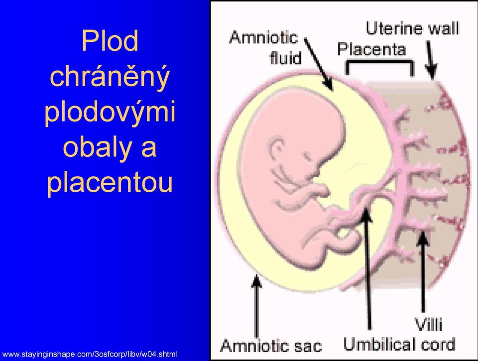 placentou www.