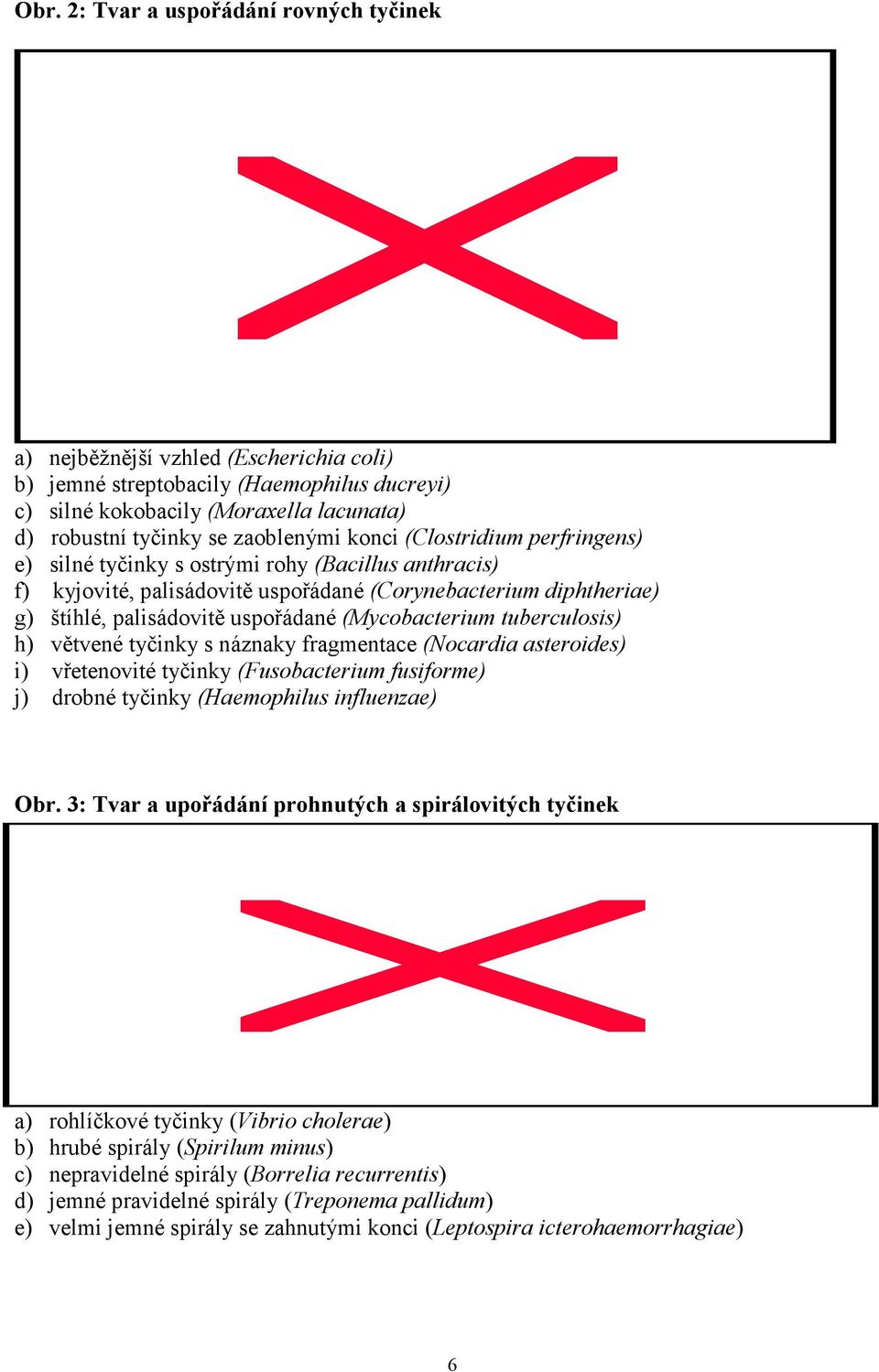(Mycobacterium tuberculosis) h) větvené tyčinky s náznaky fragmentace (Nocardia asteroides) i) vřetenovité tyčinky (Fusobacterium fusiforme) j) drobné tyčinky (Haemophilus influenzae) Obr.