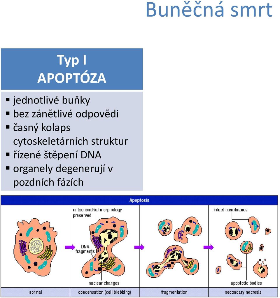 kolaps cytoskeletárních struktur řízené