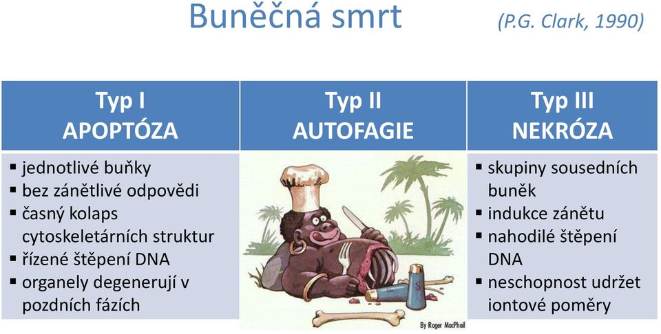 cytoskeletárních struktur řízené štěpení DNA organely degenerují v pozdních fázích Typ II