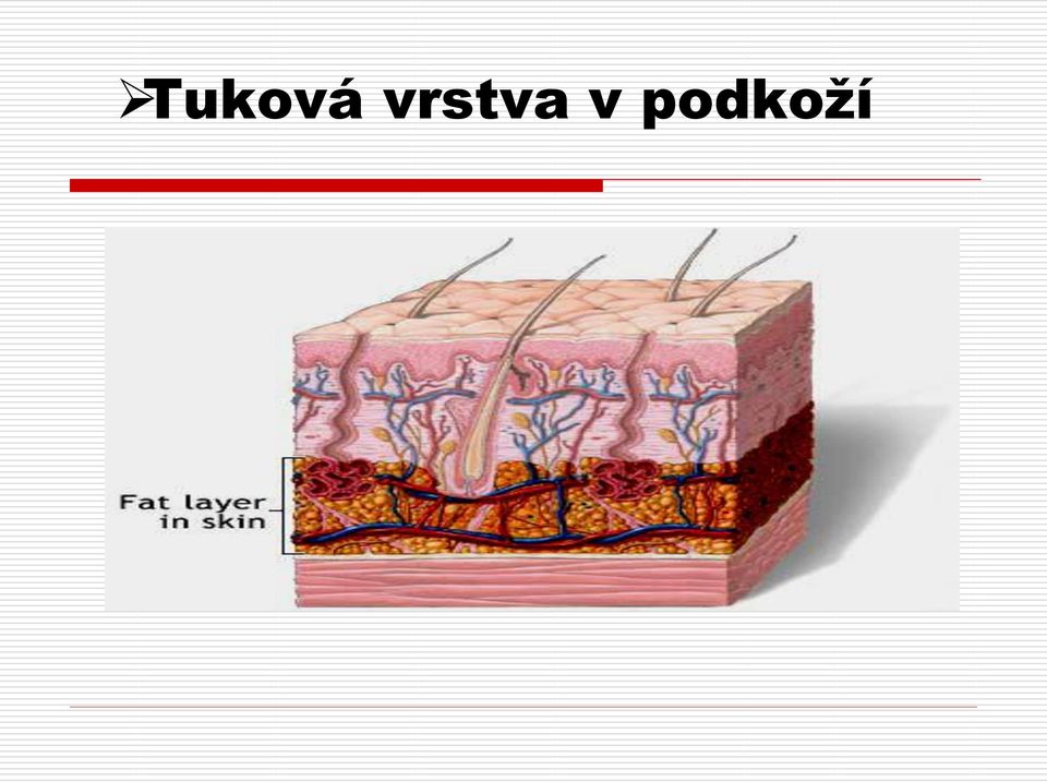 podkoží